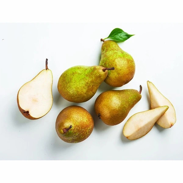 KÖRTE XENIA KG